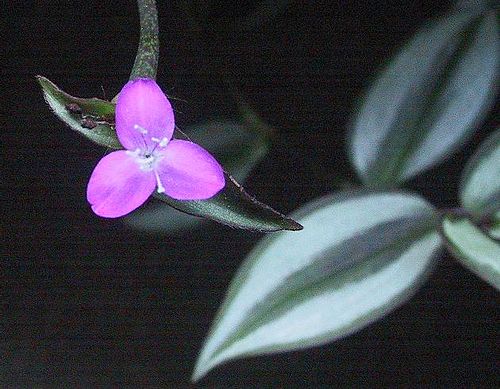 Tradescantia zebrina